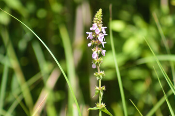 Marsh woundwort in bloom closeup view with green blurry background