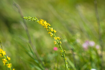 Common agrimony in bloom closeup with selective focus on foreground