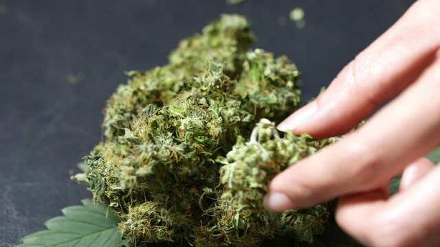 A farmer hands decorating a pile of dried alternative herbs, products shooting, PR marketing or advertising for business purpose, close up a details of trichomes and pistil, dry and cure process