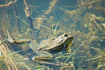 Beautiful frog in pond water, Marsh frog (Pelophylax ridibundus).
