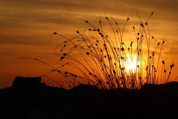 setting sun behind a tuft of grass, orange sunset