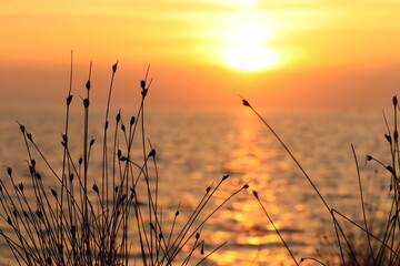 setting sun behind a tuft of grass, orange sunset