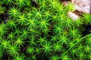 mech widziany z góry © Piotr_Kardas