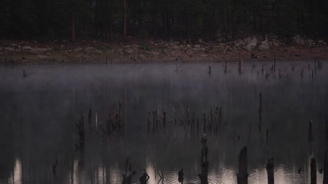 Mist rolls over a forest river with dead posts sticking out of its calm waters.