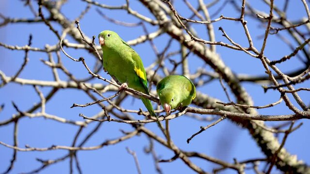Two Beautiful Green White-Winged Parakeets in a Tree