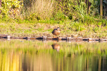 Kaczka na brzegu stawu