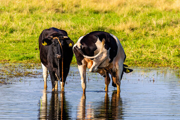 Młode byki w wodzie © Piotr_Kardas