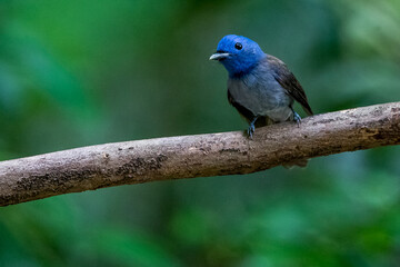 Back-naped Monarch in the tree