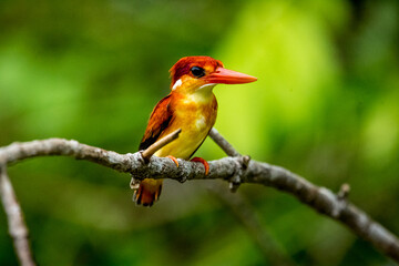 Rufous-backed Kingfisher in the tree.