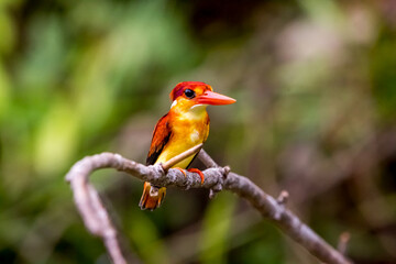 Fototapeta premium red billed kingfisher