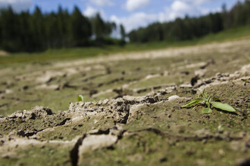 Cracked dry water reservoir land during a drought on the forest background.The punching sprout through clefts and  long time without rain. Infertile soil without plants