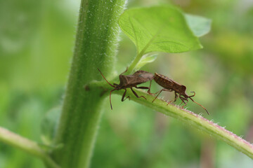 Fototapeta premium Two Dock bug insects are mating on a green Sunflower plant on summer. Coreus marginatus 