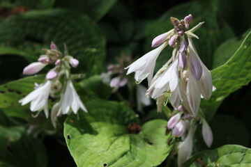 Close-up of  pale purple flowers of Hosta plant in the garden. Hosta flowers in selective focus