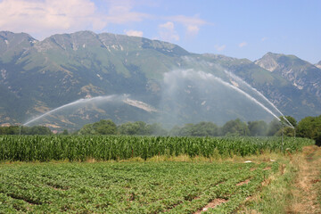 Agricultural irrigation system watering green corn field on sunny summer day in the northern...