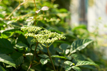 ヤブガラシ・花・マクロ