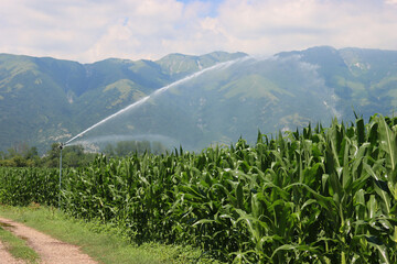Agricultural irrigation system watering green corn field on sunny summer day in the northern italian countryside with mountains background