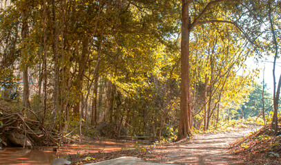 Tall trees along the walkway,  beauty of nature