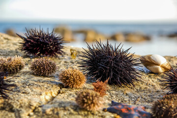 Mussels, sea urchins, starfish, seashells on a stone in the sea landscape. Blue sky and ocean waves with rocks at sunset