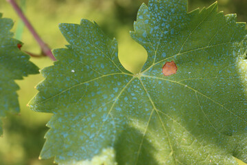 Close-up of blue Bordeaux mixture on a green vine leaves in the vineyard. Organic fungicide made...