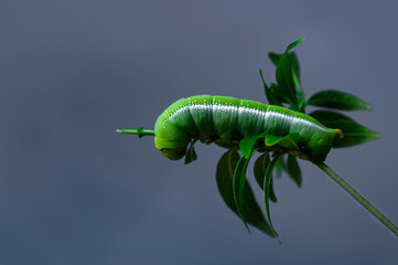 green caterpillar on a leaf