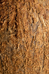 Peel the coconut as a background. Super macro