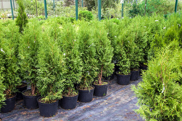 Garden shop. A row of pine, tuja and juniper in pots offered for sale. - obrazy, fototapety, plakaty