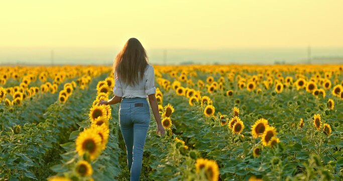 Young woman in jeans walks between sunflowers in a field. Flowers grow in rows in the field, a woman touches sunflowers with her hands. Rear view. 4k, ProRes