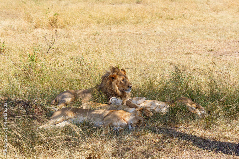 Wall mural Lion flock resting in the shadow a hot day on the savanna