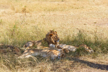 Lion flock resting in the shadow a hot day on the savanna