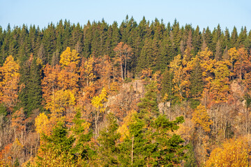 Autumn forest with colorful trees