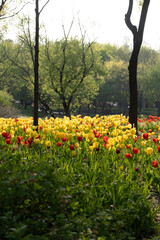 flowers in the park