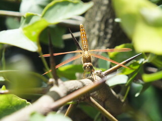 close up look of a dragonfly