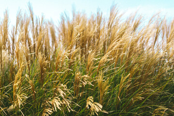 field of wheat