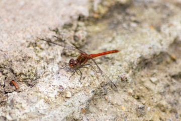 Crimson dragonfly in profile Impressive shot of an insect killer dragonfly sitting on grass waiting for flies or other insects to hunt for as beneficial animal with red facete eyes and filigree wings