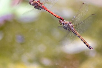 Dragonfly couple flying in mating season and pairing season for egg deposition at a garden pond as...