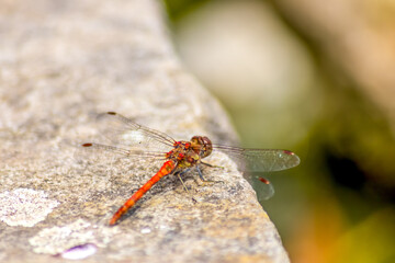 Crimson dragonfly in profile Impressive shot of an insect killer dragonfly sitting on grass waiting...