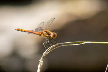 Crimson dragonfly in profile Impressive shot of an insect killer dragonfly sitting on grass waiting for flies or other insects to hunt for as beneficial animal with red facete eyes and filigree wings