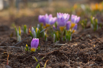Obraz premium Beautiful lilac delicate crocuses grew out of the ground in early warm spring