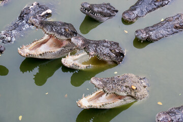 scary crocodiles in the green river in Thailand