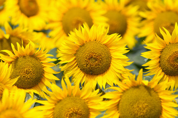 Obraz premium Sunflowers flowering in summer field closeup.