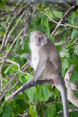 Naklejka na ściany i meble a macaque sits on a tropical tree