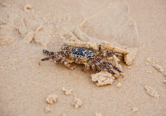 a large crab runs on the sand