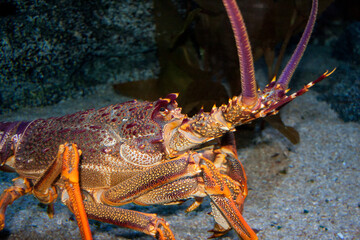 large lobster in Thailand in the oceanarium