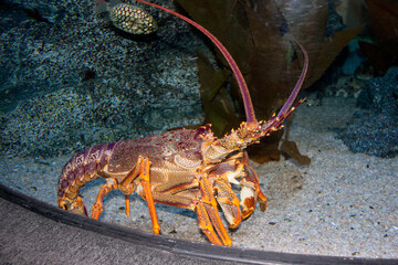 large lobster in Thailand in the oceanarium