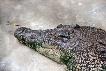 scary crocodiles in the green river in Thailand