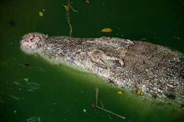 scary crocodiles in the green river in Thailand