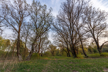 Obraz premium Picturesque landscape spring evening. The sun's rays illuminate the young greenery. Early spring in an oak grove.