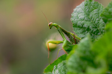Mantis Religiosa