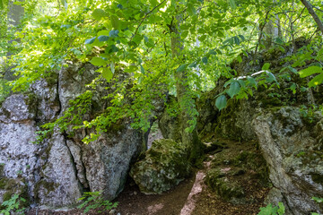 Fototapeta premium Ruine in einem Laubwald auf der schwäbischen Alb