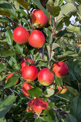 Bright red apples in a plantation just before harvest